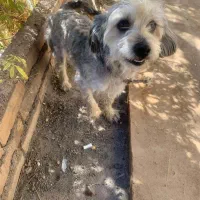 حیوان خانگی|سگ|دلیجان, |دیوار