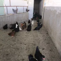 مرغ تخم گذار