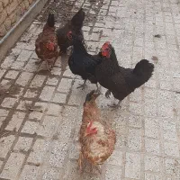 مرغ خروس های محلی تخمگذار