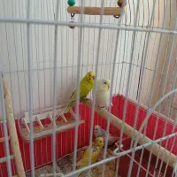 فروش عروس هلندی و مرغ عشق