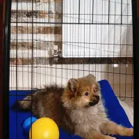 فروش سگ پامرانین خرسی عروسکی