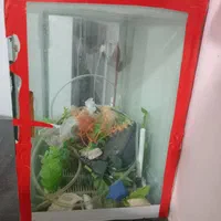 آکواریوم ماهی|ماهی|مرودشت, فاز دوم شهرک فرهنگیان|دیوار