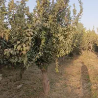 باغچه فروشی۳۵۰متری کردان سهیلیه سنقرآباد/تهراندشت|فروش زمین و ملک کلنگی|کرج, دهقان ویلا|دیوار