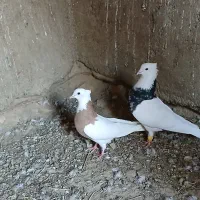 سلام‌.طوقی فروشی هفت‌رنگ‌..و زد پرتغالی