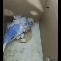 جفت مرغ عشق پروانه ای|پرنده|اهواز, گلستان|دیوار
