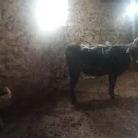 یک راس گوساله ماده گوشتی