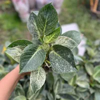 عرضه گل وگیاه آپارتمانی ویزیت درمنزل ومشاوره