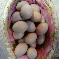 تخم مرغ نطفه دار لهمن و آیسبار