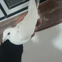 نر پلاکی جو قویروخ|پرنده|ملکان, |دیوار