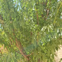 فروش باغشهر صدرا بوستان اهلبیت|فروش زمین و ملک کلنگی|شیراز, باغشهر اهل بیت|دیوار