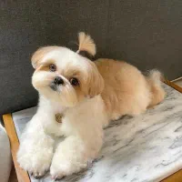 پاگ|سگ|بوشهر, |دیوار