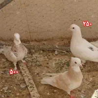 شازده زرد سرور سبز ابلغ تیکه پاره دوکت رواعب