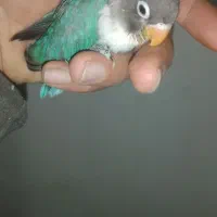 طوطی برزیلی|پرنده|گلپایگان, |دیوار