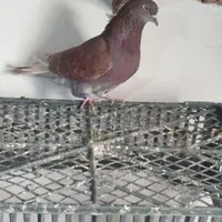 کفتر گمشده عکسی که گذاشتم داداشش هست