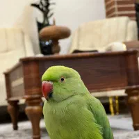 ملنگو نر فول اهلی