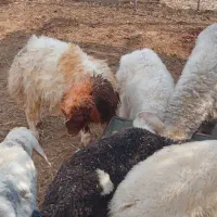 با سلام فروش وقصابی درمنزل