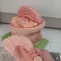 مولاژآموزشی چهارتیکه مغز|کتاب و مجله آموزشی|مشهد, پورسینا|دیوار