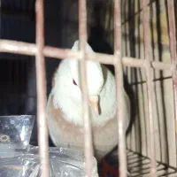 کبوتر طوقی قیمت مناسب