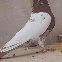 نرسینه،ای
