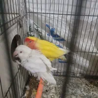 کوتوله جفت باتخم