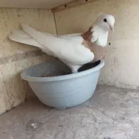 کبوتر پرشی|پرنده|سمنان, |دیوار