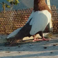 ۵ تا کبوتر رنگی عالی|پرنده|دلند, |دیوار