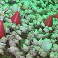 بو.قلمون نیم کیلویی گوشتیی