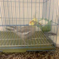 فروش عروس هلندی|پرنده|تهران, صادقیه|دیوار