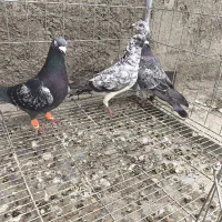 بزک و سبز و سوسکی نر ضد و خوردی غربیه