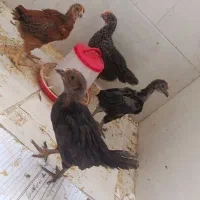 جوجه مرغ رسمی|حیوانات مزرعه|قم, پردیسان|دیوار