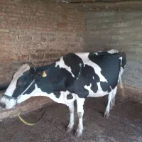 گاو گوساله دار