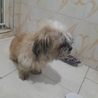 واگذاری شیتزو|سگ|صفادشت, |دیوار