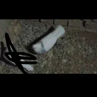 طوق‌الماسی‌نر