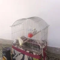 دو عدد عروس هلندی