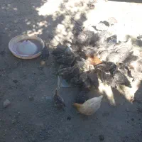 جوجه بوقلمون دوماهه
