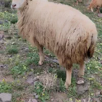 قوچ جوان فومن کره