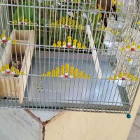 سهره|پرنده|فسا, |دیوار