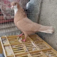 کرباتی زرد لیمویی دم سفید