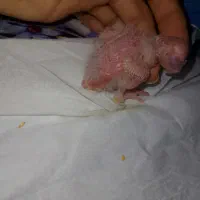 جوجه عروس سرلاکی