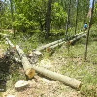 خرید انواع درخت|خدمات باغبانی و درختکاری|خوی, |دیوار