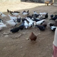 کبوتر|پرنده|کشاورز, |دیوار