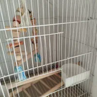 قفس|لوازم جانبی حیوانات|فردیس, فردیس|دیوار