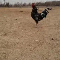 تخم مرغ نطفه دار از مولدین درجه یک