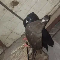 یک جفت زاغ|حیوانات|چمران, |دیوار