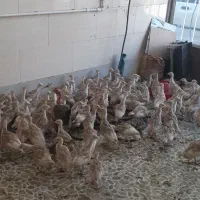 جوجه بوقلمون