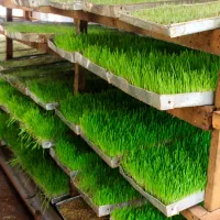 علوفه هیدروپونیک (گندم و جو)