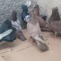 کبوتر پلاکی ،سینه ای . دمچتری