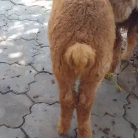 بره نر
