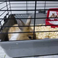 یک جفت بچه خرگوش بامزه با قفس|موش و خرگوش|قم, دروازه ری|دیوار