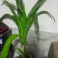 گل سوسن
